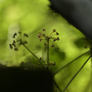 AlliumUrsinum_DSC0862_15x13x150.jpg