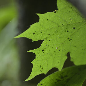 Ahornblatt_DSC0875_18x12x150.jpg