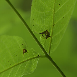 Walnuss_Blatt_DSC0872_18x12x150.jpg