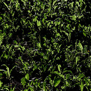 Loewenzahn.jpg