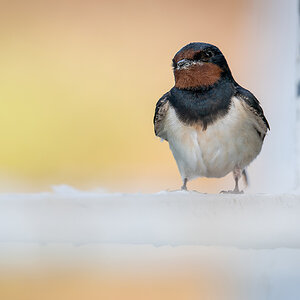 2025-06-12 07 Barn Swallow.jpg