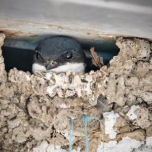 2025-06-12 09 Common House Martin Chick.jpg