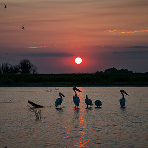 2025-06-12 64 Great White Pelicans at Sunset.jpg