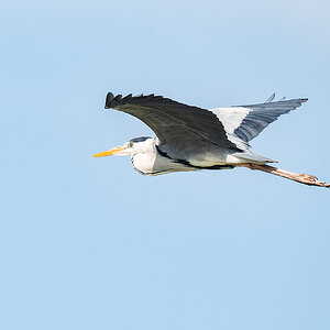 2025-06-12 04 Gray Heron in Flight.jpg