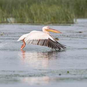 2025-06-13 118 Great White Pelican in Flight.jpg