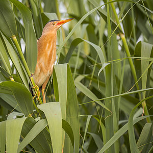 2025-06-13 119 Little Bittern.jpg