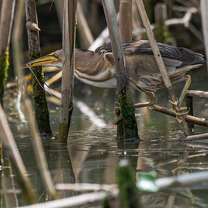 2025-06-13 185 Little Bittern.jpg