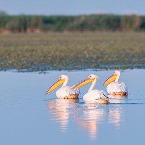 2025-06-13 234 Great White Pelicans.jpg