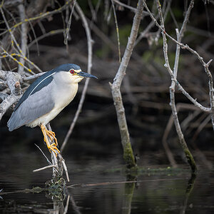 2025-06-14 021 Black-crowned Night Heron.jpg