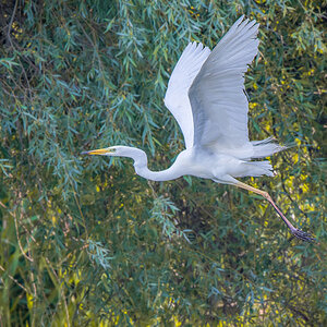 2025-06-14 060 Great Egret in Flight.jpg