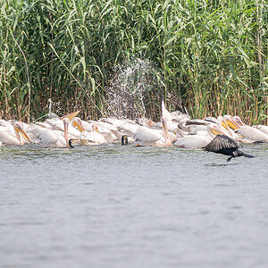 2025-06-14 091 Great Cormorants and Great White Pelicans Fishing.jpg