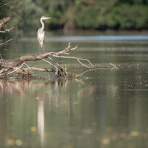 2025-06-14 097 Gray Heron.jpg