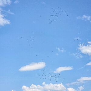 2025-06-15 085 Pelicans in Updraft.jpg
