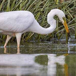 2025-06-15 096 Great Egret Fishing.jpg
