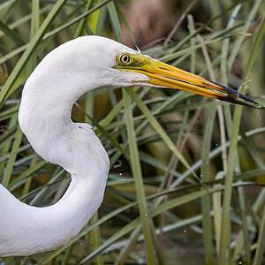 2025-06-15 099 Great Egret Fishing.jpg