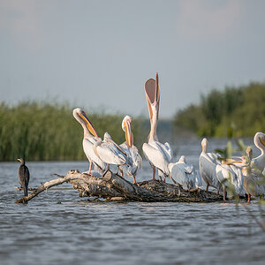 2025-06-15 124 Great Cormorants and Great White Pelicans and Dalmatian Pelicans.jpg