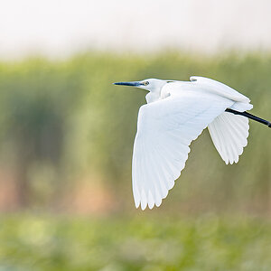2025-06-15 133 Little Egret in Flight.jpg