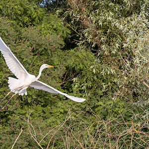 2025-06-14 113 Great Egret in Flight.jpg