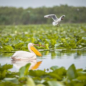 2025-06-13 039 Great White Pelican and Black-headed Gull in Flight.jpg