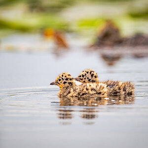 2025-06-13 069 Black-headed Gull Chicks.jpg