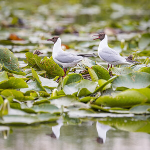 2025-06-13 082 Black-headed Gulls.jpg