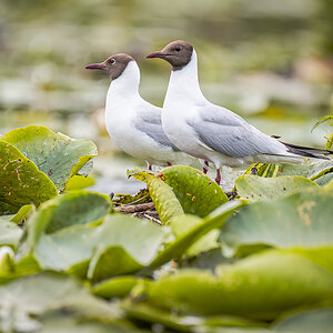 2025-06-13 083 Black-headed Gulls.jpg
