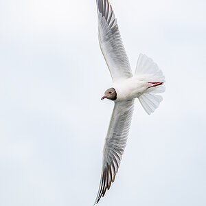 2025-06-13 085 Black-headed Gull in Flight.jpg