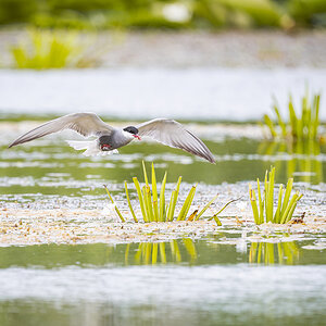 2025-06-13 160 Whiskered Tern in Flight.jpg