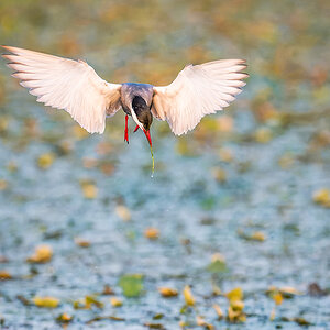 2025-06-13 236 Whiskered Tern in Flight.jpg