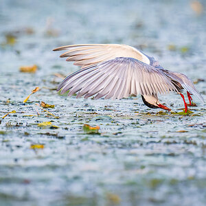2025-06-13 240 Whiskered Tern in Flight.jpg