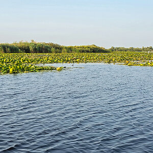 2025-06-14 063 Breeding Colonies.jpg