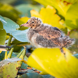2025-06-14 126 Black-headed Gull Chick.jpg