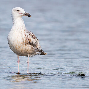 2025-06-15 106 Yellow-legged Gull.jpg