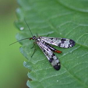 Skorpionfliege 4.JPG
