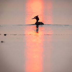 2025-06-13 010 Great Crested Grebe at Sunrise.jpg