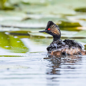 2025-06-13 025 Black-necked Grebe.jpg