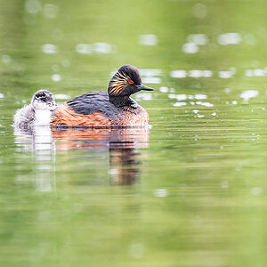 2025-06-13 074 Black-necked Grebe with Chick.jpg