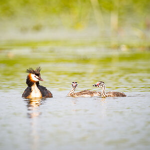 2025-06-13 107 Great Crested Grebe with Chicks.jpg