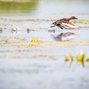 2025-06-13 149 Ferruginous Duck in Flight.jpg