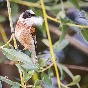 2025-06-13 201 Penduline Tit.jpg
