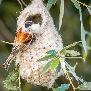 2025-06-13 202 Penduline Tit On Nest.jpg