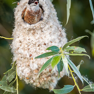 2025-06-13 204 Penduline Tit On Nest.jpg