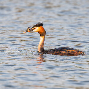 2025-06-14 014 Great Crested Grebe with Fish.jpg