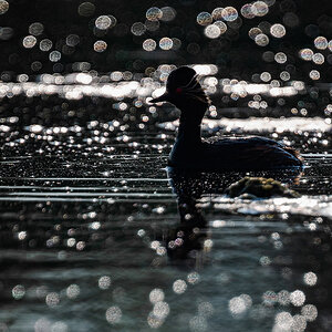 2025-06-14 049 Black-necked Grebe.jpg