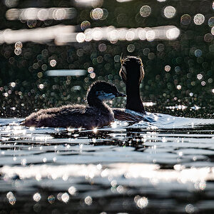 2025-06-14 053 Black-necked Grebe with Chick.jpg