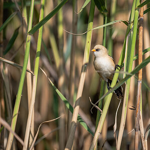 2025-06-14 080 Female Bearded Tit.jpg