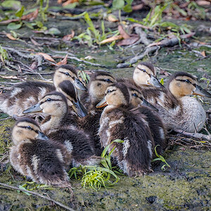 2025-06-14 105 Mallard Chicks.jpg
