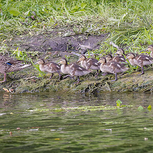 2025-06-14 107 Female Mallard with Chicks.jpg