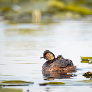 2025-06-14 120 Black-necked Grebe with Chick.jpg