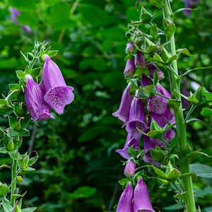 DSC_6806.jpg
